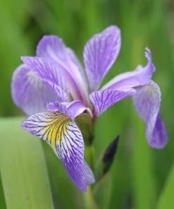 Roots Plants Iris Sibirica 10 Roots Plants Iris Sibirica