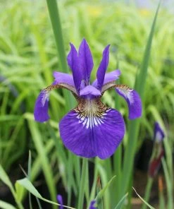 Roots Plants Iris Sibirica 11 Roots Plants Iris Sibirica