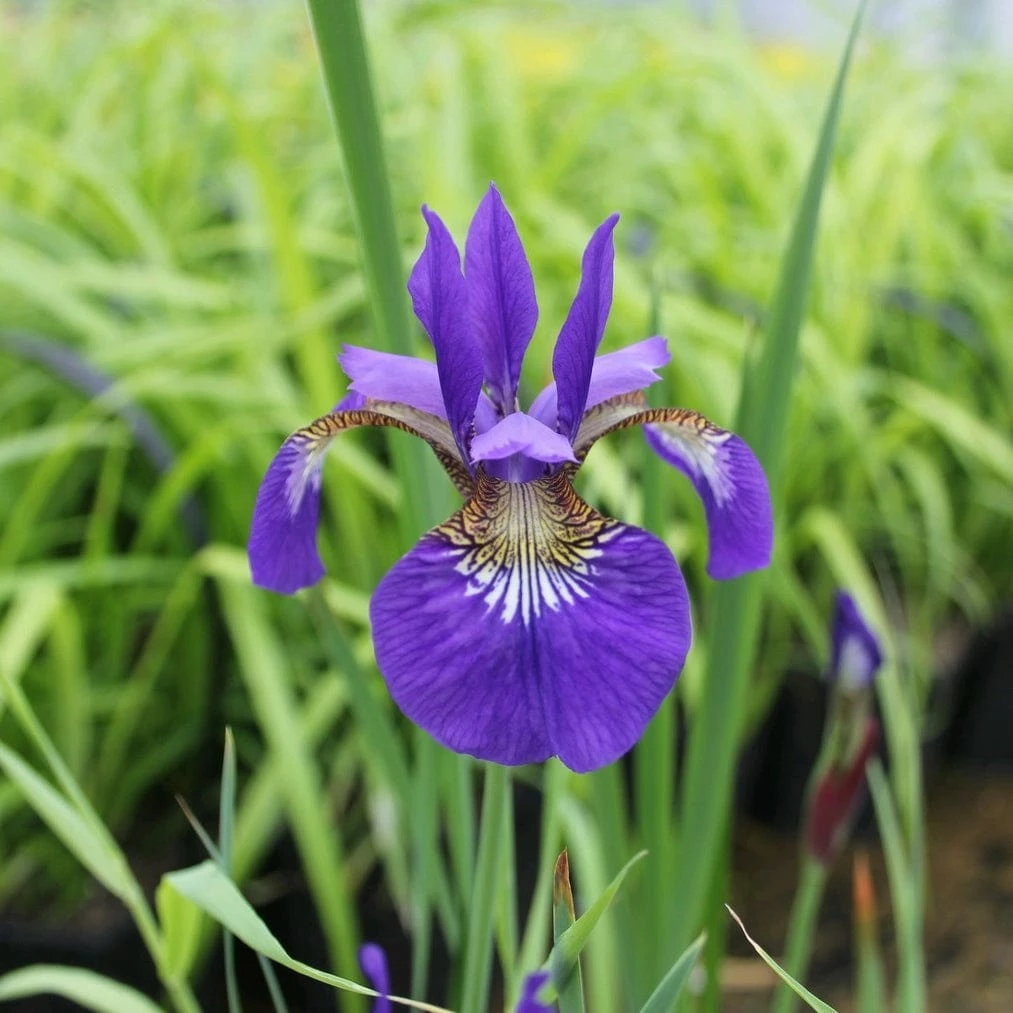 Roots Plants Iris Sibirica 6 Roots Plants Iris Sibirica