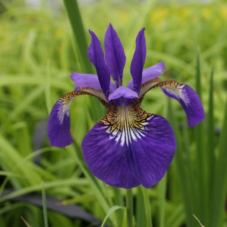 Roots Plants Iris Sibirica 7 Roots Plants Iris Sibirica