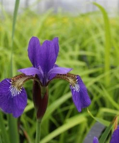 Roots Plants Iris Sibirica 13 Roots Plants Iris Sibirica