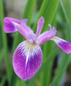 Roots Plants Iris Versicolor 'Kermesina' Irises