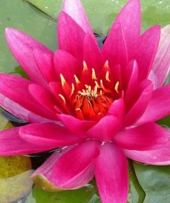 Roots Plants James Brydon Water Lily | Nymphaea