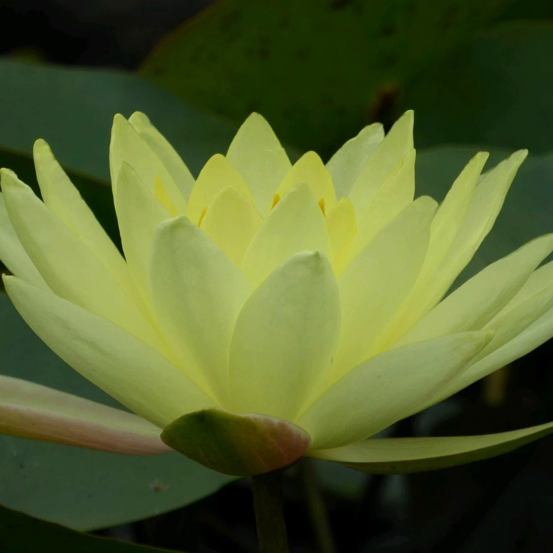 Roots Plants Joey Tomocik Water Lily | Nymphaea 3 Roots Plants Joey Tomocik Water Lily | Nymphaea