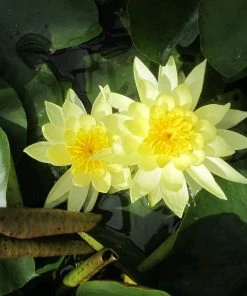 Roots Plants Joey Tomocik Water Lily | Nymphaea 11 Roots Plants Joey Tomocik Water Lily | Nymphaea