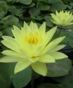 Roots Plants Joey Tomocik Water Lily | Nymphaea 12 Roots Plants Joey Tomocik Water Lily | Nymphaea