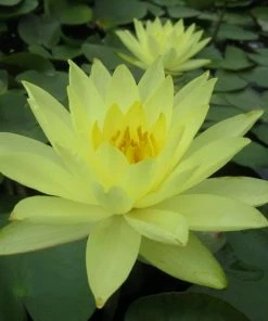 Roots Plants Joey Tomocik Water Lily | Nymphaea 13 Roots Plants Joey Tomocik Water Lily | Nymphaea