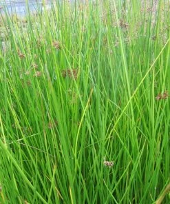 Roots Plants Grasses Soft Rush | Juncus Effusus