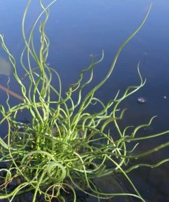 Roots Plants Grasses Corkscrew Rush | Juncus Effusus Spiralis