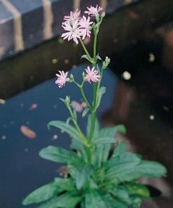 Roots Plants All Pond Plants Ornamental Colour Collection