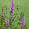Roots Plants All Pond Plants Purple Loosestrife | Lythrum Salicaria