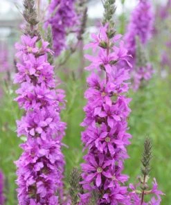 Roots Plants All Pond Plants Purple Loosestrife | Lythrum Salicaria