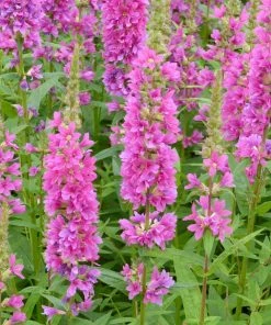 Roots Plants All Pond Plants Loosestrife | Lythrum Salicaria Robert