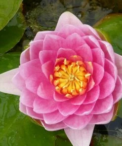 Roots Plants Pink Water Lily | Nymphaea Madame Wilfron Gonnere