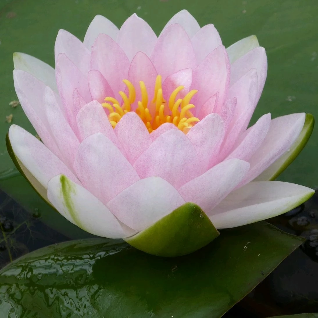 Roots Plants Pink Water Lily | Nymphaea Madame Wilfron Gonnere 6 Roots Plants Pink Water Lily | Nymphaea Madame Wilfron Gonnere