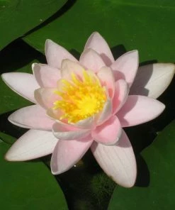 Roots Plants Large Water Lily | Nymphaea Marliacea Carnea