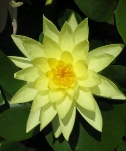 Roots Plants Miniature Pond Collection With A Lily | 6 X 1L Pots 11 Roots Plants Miniature Pond Collection With A Lily | 6 X 1L Pots