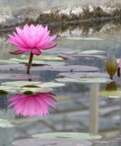 Roots Plants Large Double Petal Water Lily | Nymphaea Mayla 11 Roots Plants Large Double Petal Water Lily | Nymphaea Mayla