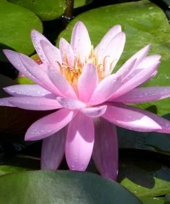 Roots Plants Large Double Petal Water Lily | Nymphaea Mayla 12 Roots Plants Large Double Petal Water Lily | Nymphaea Mayla