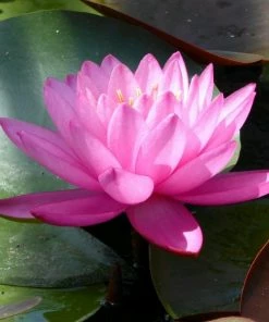 Roots Plants Large Double Petal Water Lily | Nymphaea Mayla 13 Roots Plants Large Double Petal Water Lily | Nymphaea Mayla