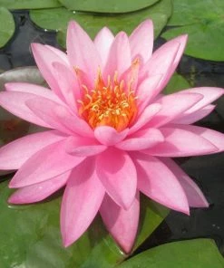Roots Plants Large Double Petal Water Lily | Nymphaea Mayla 14 Roots Plants Large Double Petal Water Lily | Nymphaea Mayla