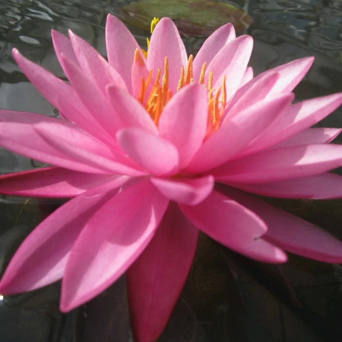 Roots Plants Large Double Petal Water Lily | Nymphaea Mayla 9 Roots Plants Large Double Petal Water Lily | Nymphaea Mayla