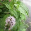 Roots Plants All Pond Plants Water Mint | Mentha Aquatica 1 Roots Plants All Pond Plants Water Mint | Mentha Aquatica