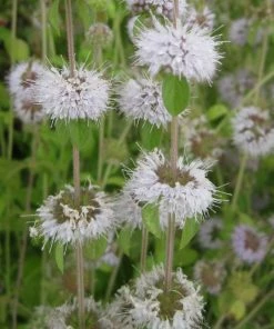 Roots Plants Pennyroyal | Mentha Pulegium All Pond Plants