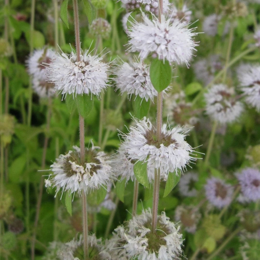 Roots Plants Pennyroyal | Mentha Pulegium All Pond Plants 4 Roots Plants Pennyroyal | Mentha Pulegium All Pond Plants