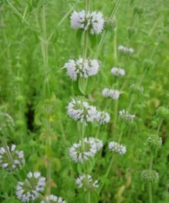 Roots Plants Pennyroyal | Mentha Pulegium All Pond Plants 8 Roots Plants Pennyroyal | Mentha Pulegium All Pond Plants