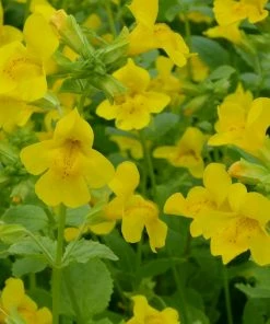 Roots Plants All Pond Plants Mimulus Guttatus | Yellow Monkey Flower