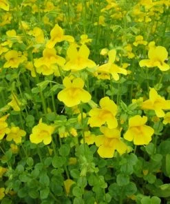 Roots Plants All Pond Plants Mimulus Guttatus | Yellow Monkey Flower 10 Roots Plants All Pond Plants Mimulus Guttatus | Yellow Monkey Flower