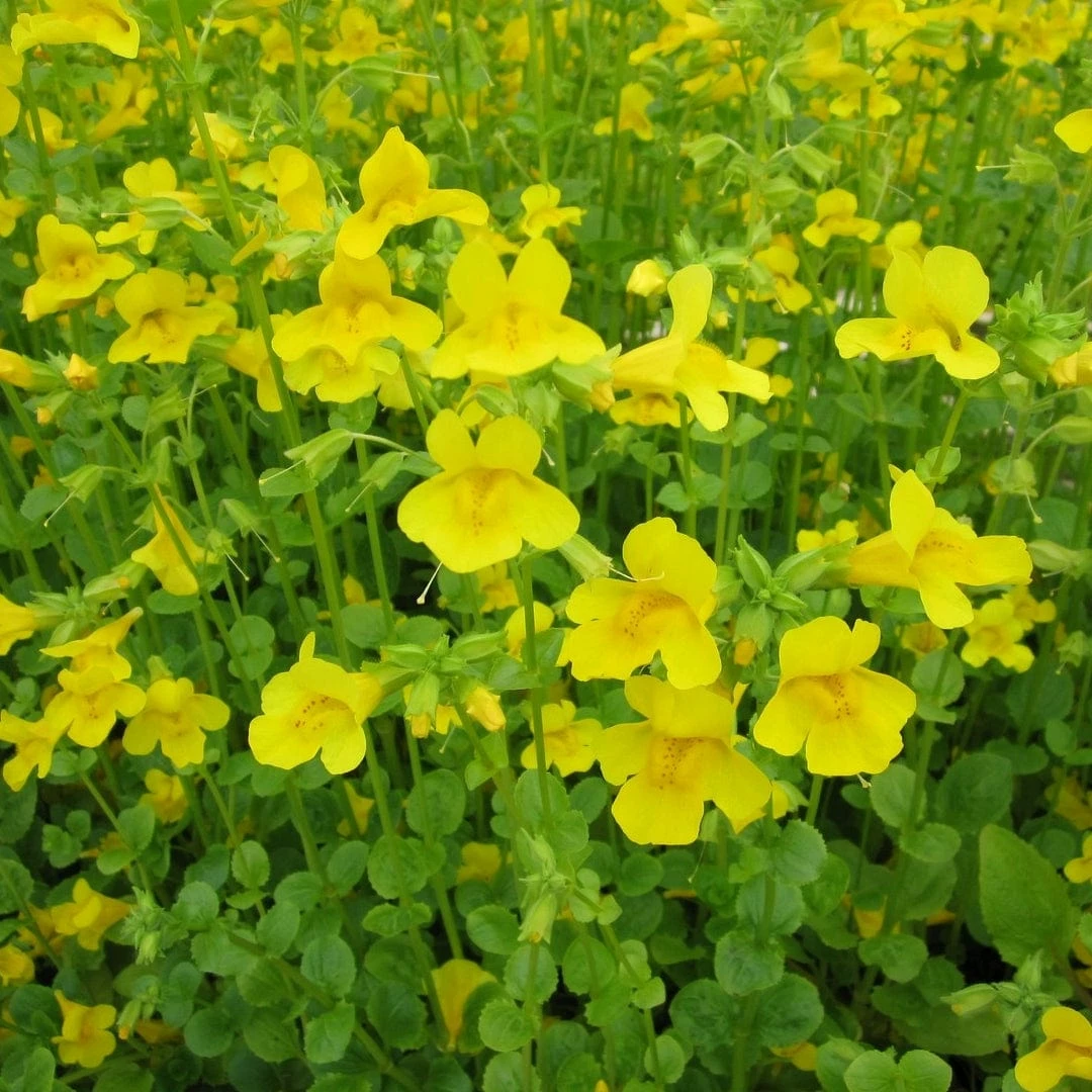 Roots Plants All Pond Plants Mimulus Guttatus | Yellow Monkey Flower 6 Roots Plants All Pond Plants Mimulus Guttatus | Yellow Monkey Flower