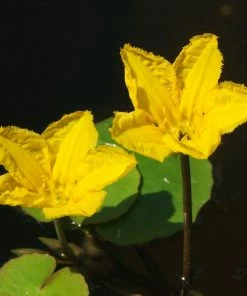 Roots Plants Nymphoides Peltata | Yellow Floating Heart