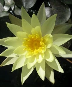 Roots Plants Nymphaea Odorata Sulphurea | Water Lily 7 Roots Plants Nymphaea Odorata Sulphurea | Water Lily