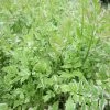 Roots Plants All Pond Plants Varigated Water Dropwort 'Flamingo'