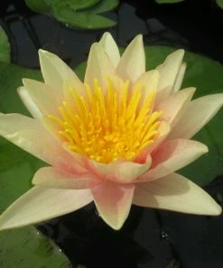 Roots Plants Large Water Lily | Nymphaea Paul Hariot