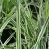 Roots Plants Grasses Gardener's Garters | Ribbon Grass