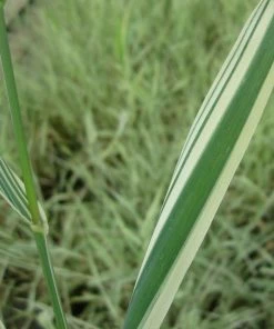 Roots Plants Grasses Gardener's Garters | Ribbon Grass