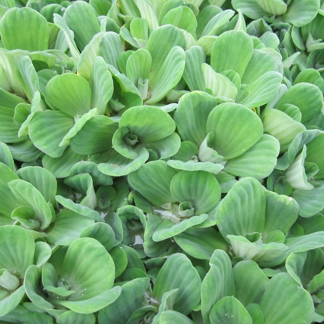 Roots Plants 5 Water Lettuce | Pistia Stratiotes | 9cm Pots 6 Roots Plants 5 Water Lettuce | Pistia Stratiotes | 9cm Pots