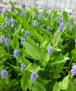 Roots Plants Pickerel Rush | Pontederia Cordata Rushes