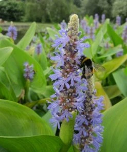 Roots Plants Pickerel Rush | Pontederia Cordata Rushes