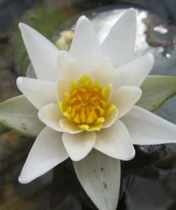 Roots Plants White Dwarf Water Lily | Nymphaea Pygmaea Alba