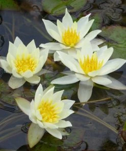 Roots Plants White Dwarf Water Lily | Nymphaea Pygmaea Alba