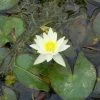 Roots Plants Yellow Dwarf Water Lily | Nymphaea Pygmaea Helvola