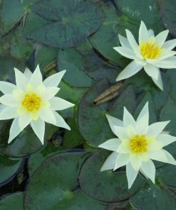 Roots Plants Yellow Dwarf Water Lily | Nymphaea Pygmaea Helvola