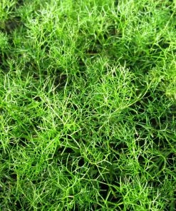 Roots Plants All Pond Plants Best Pond Plants For Any Size Pond | All In One | Oxygenating & Wildlife | Flowers & Structure