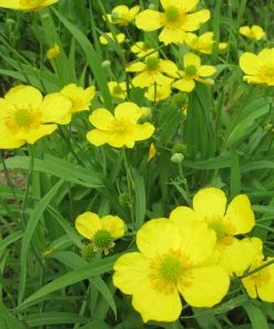 Roots Plants All Pond Plants Lesser Spearwort | Ranunculus Flammula 7 Roots Plants All Pond Plants Lesser Spearwort | Ranunculus Flammula