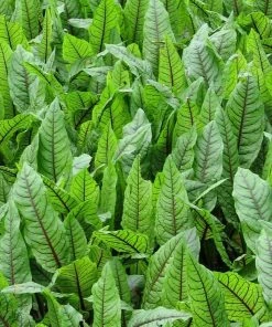 Roots Plants All Pond Plants Best Pond Plants For Any Size Pond | All In One | Oxygenating & Wildlife | Flowers & Structure