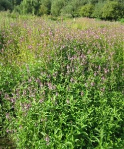 Roots Plants Marsh Woundwort | Stachys Palustris All Pond Plants 7 Roots Plants Marsh Woundwort | Stachys Palustris All Pond Plants